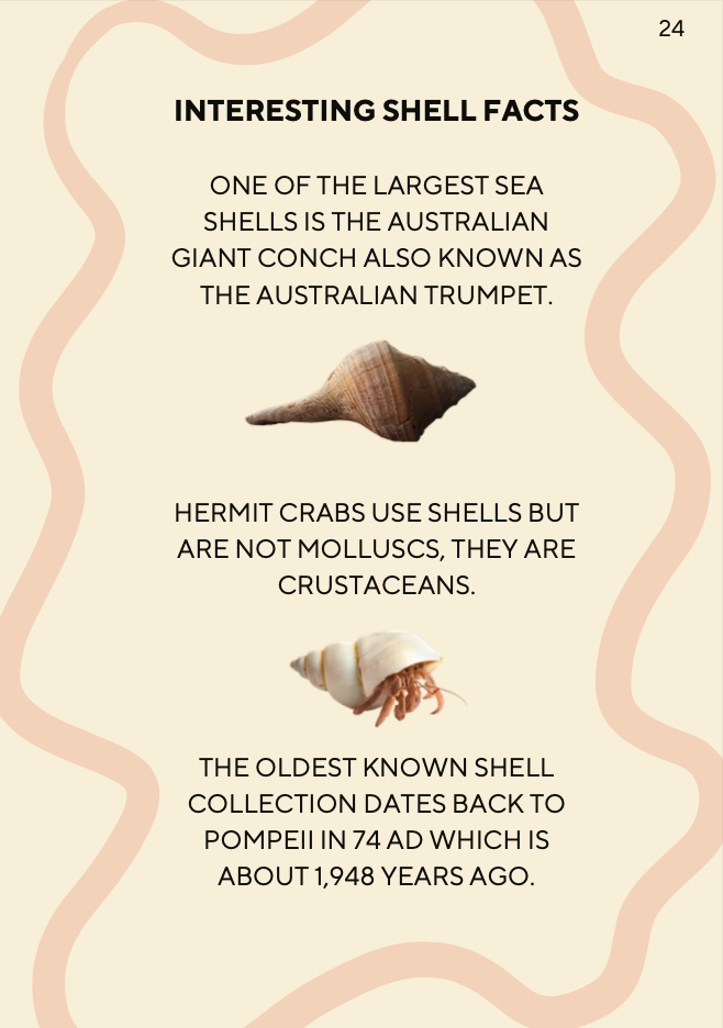 Curious About Shells - Shell facts and identification checklist