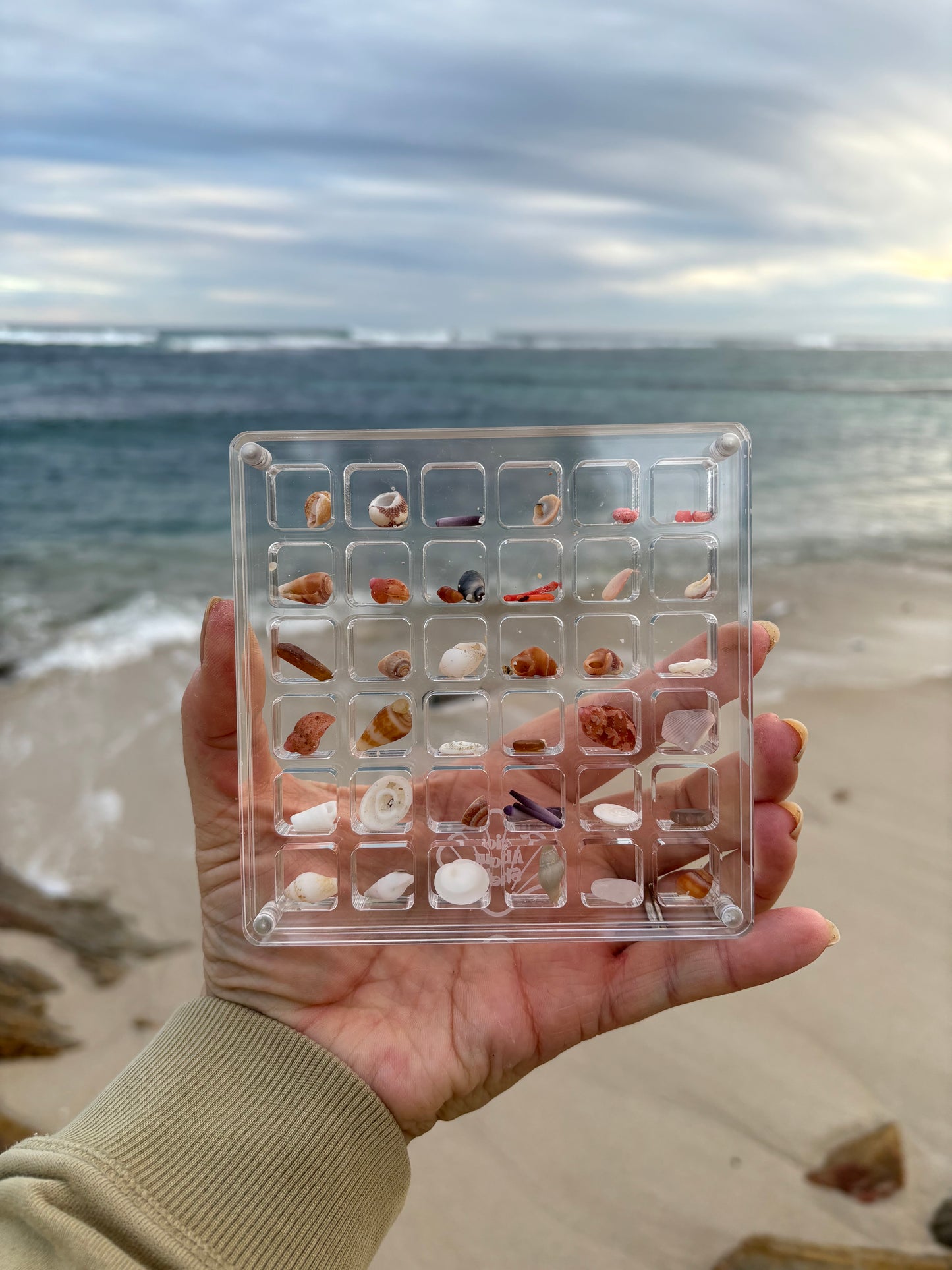 Shell display case